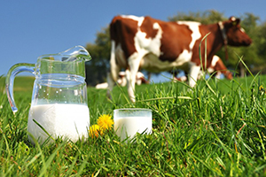 Аллергия на белок молока и пробиотики Бифидум БАГ и Трилакт